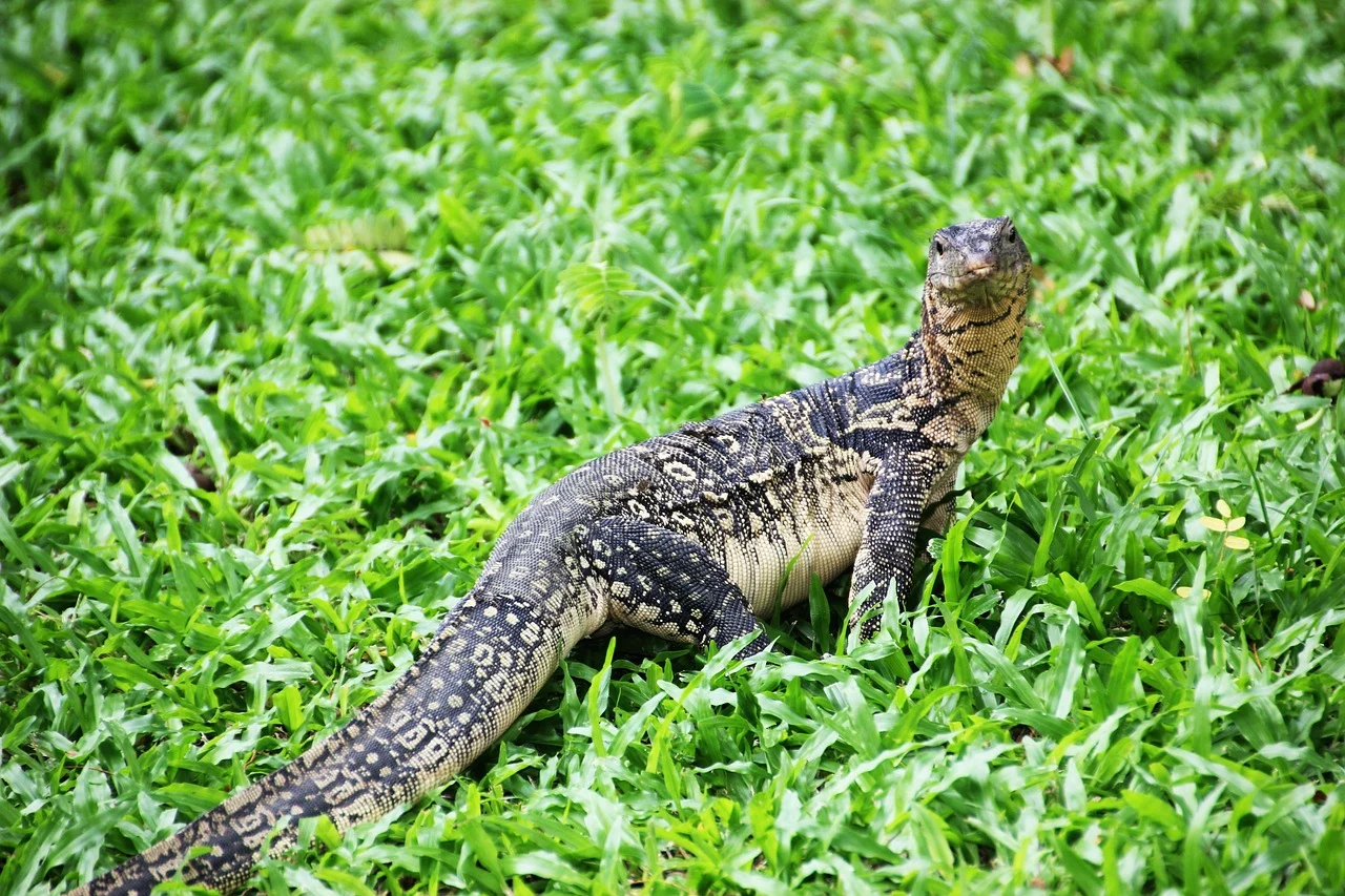 biawak