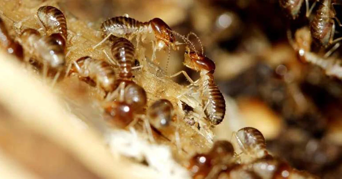 jasa pest control pembasmi hama sekolah kampus kelas