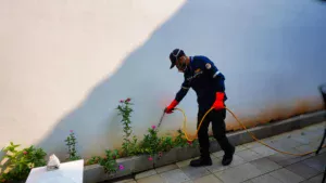 jasa anti rayap insekta