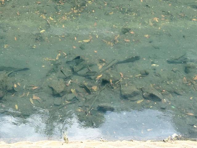 ikan sapu-sapu