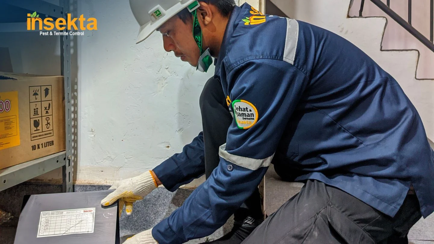 Jasa Pembasmi Tikus