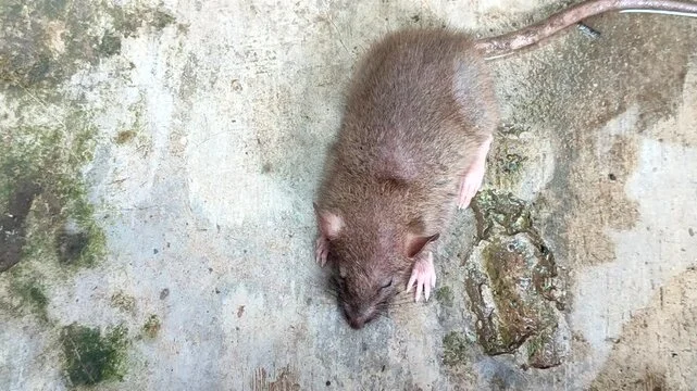 racun tikus