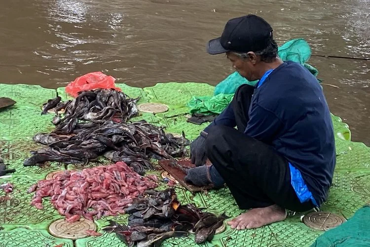 ikan sapu-sapu