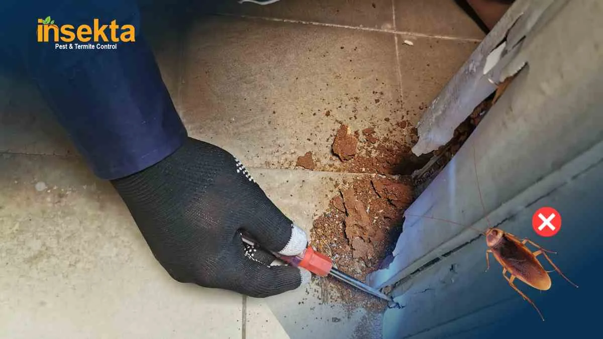 jasa pembasmi kecoa 