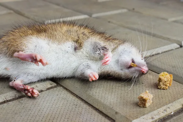 apakah kapur barus bisa mengusir tikus