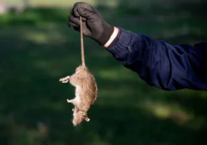cara basmi tikus