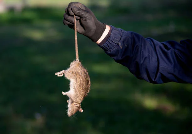 cara basmi tikus