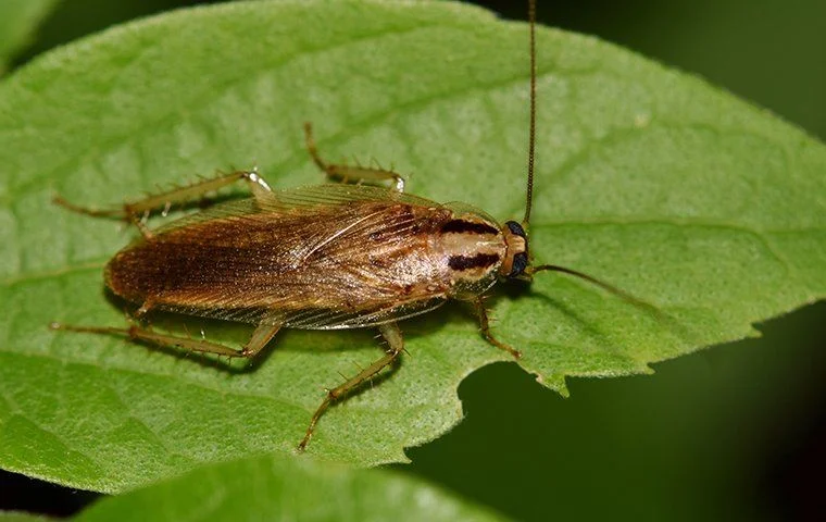 hama di musim pancaroba