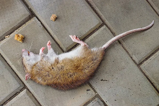 racun tikus