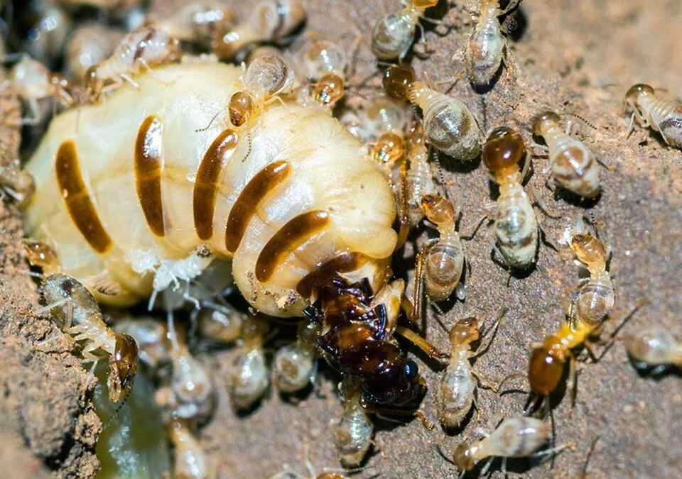 jasa pest control apartemen