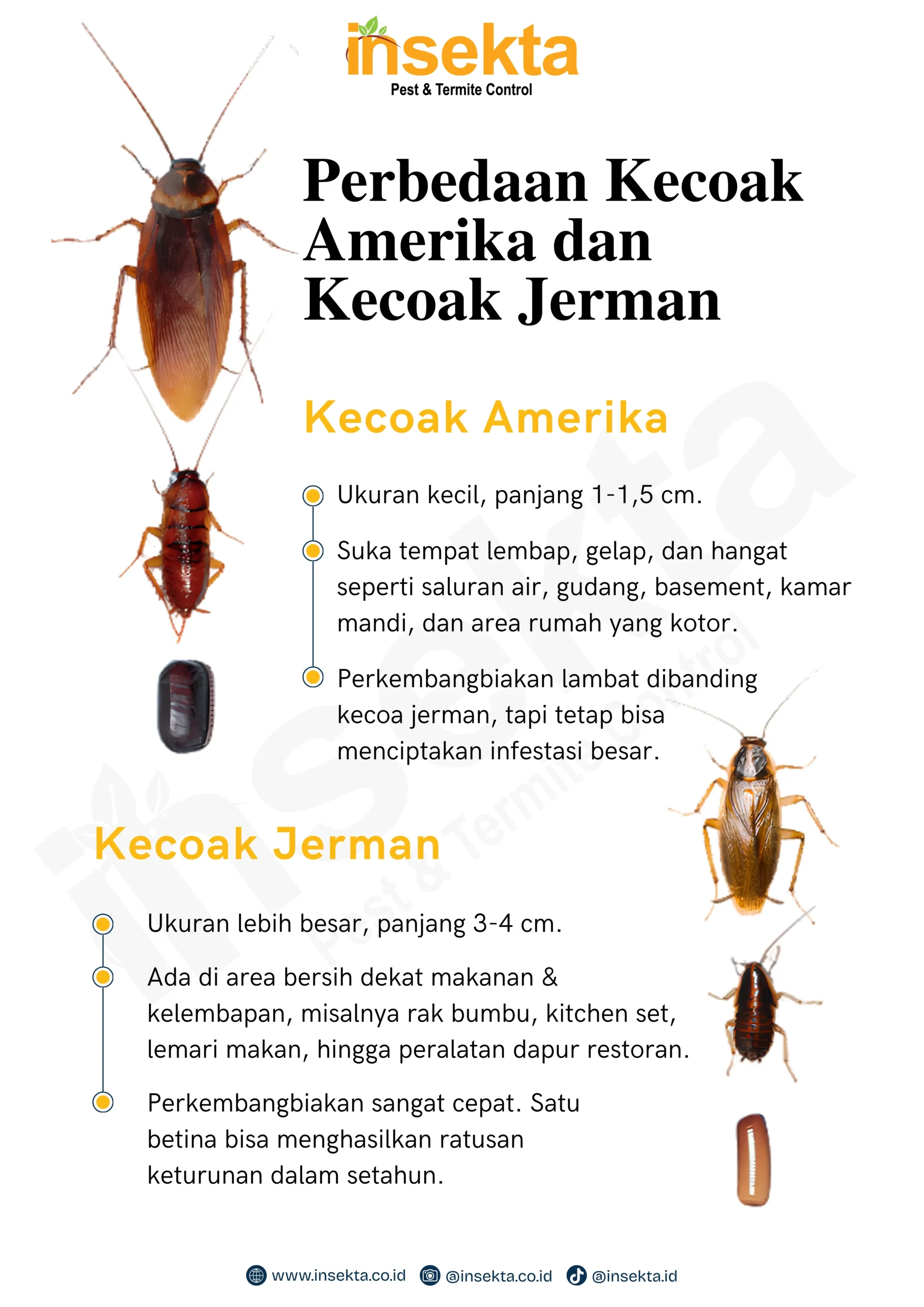 perbedaan kecoa jerman dan kecoa amerika