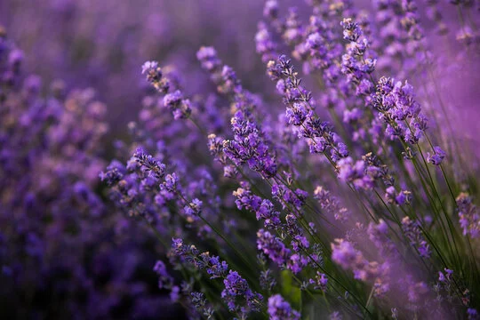 apakah lavender bisa mengusir nyamuk