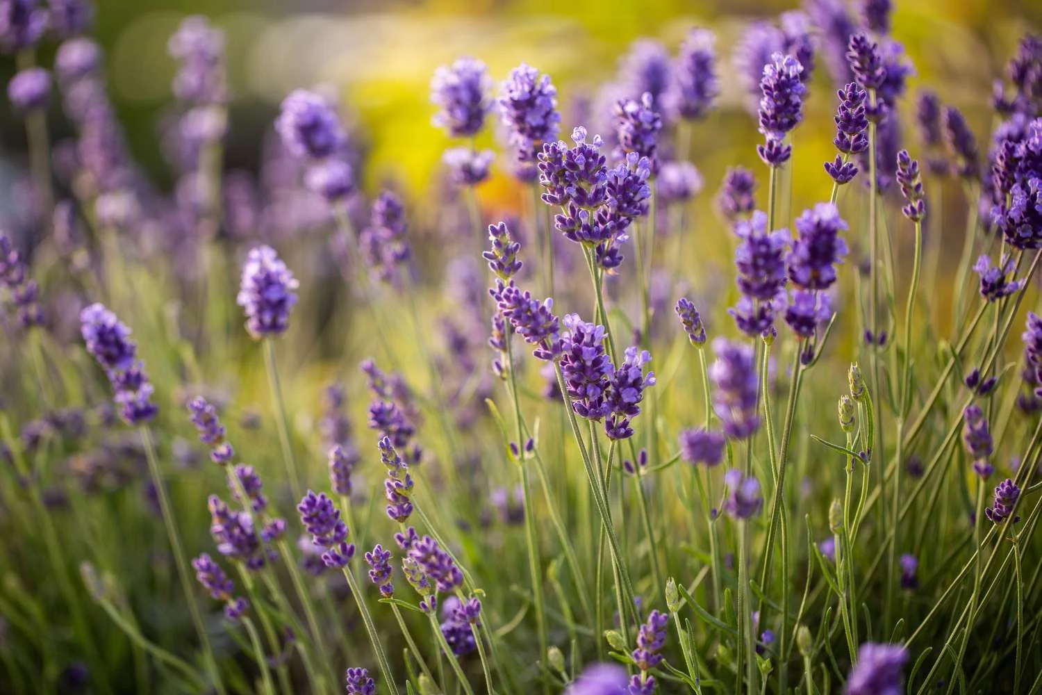 apakah lavender bisa mengusir nyamuk