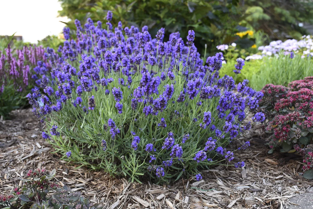 apakah lavender bisa mengusir nyamuk