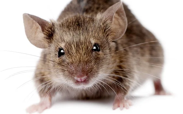 bagaimana hantavirus menular? 