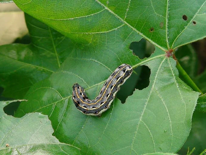 ulat grayak