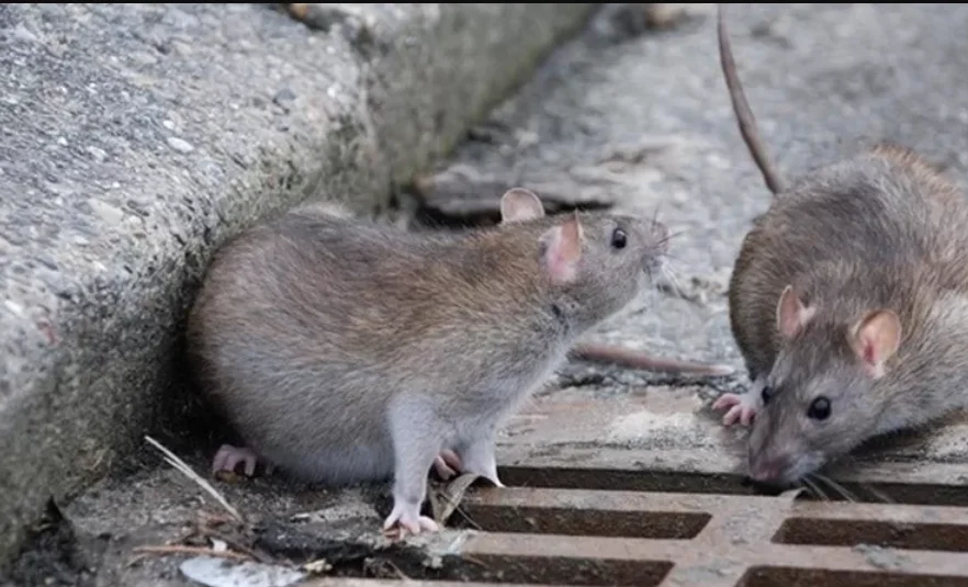 ilustrasi perbedaan tikus got dan tikus rumah