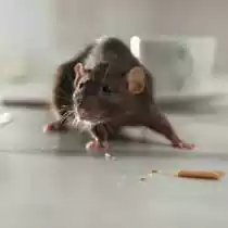 Jasa Pengendalian Tikus