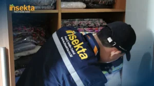 termite control
