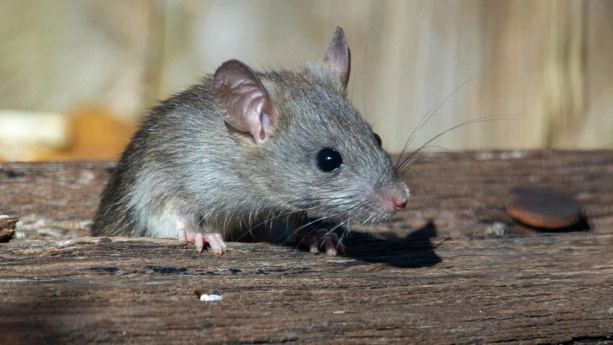 Ilustrasi tikus rumah/tikus atap