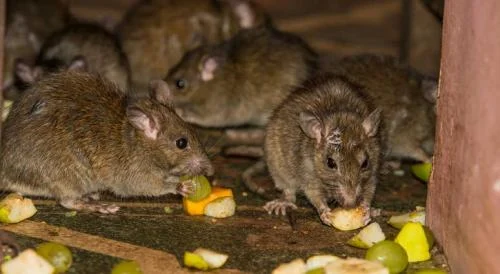 ilustrasi tikus got