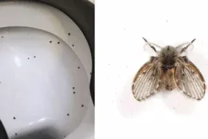 ilustrasi larva lalat limbah