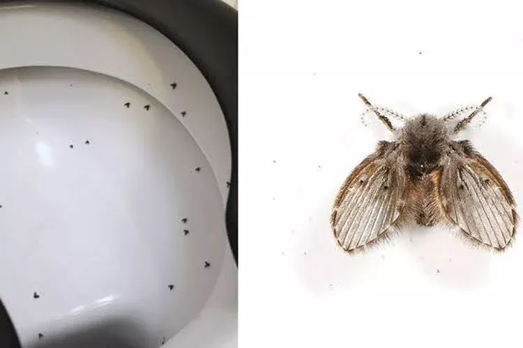 ilustrasi larva lalat limbah