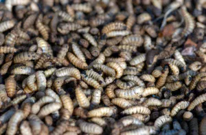 ilustrasi larva lalat limbah