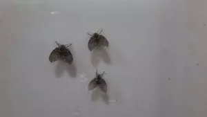 ilustrasi larva lalat limbah