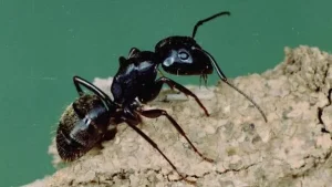 Carpenter Ant
