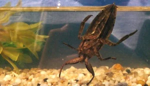 Giant Water Bug
