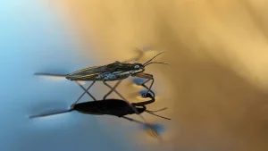 Kepik Air (Water Strider)