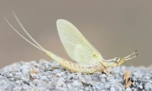 Mayfly