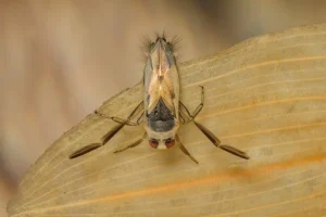 Water Boatman