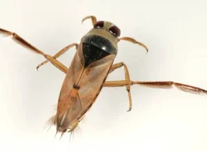 backswimmer