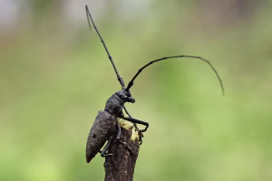 kumbang tanduk panjang