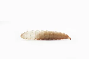 Larva Lalat